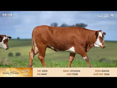 LOTE 36 - D266, D170, D153 | LEILÃO SELEÇÃO SANTA PRENDA VIRTUAL