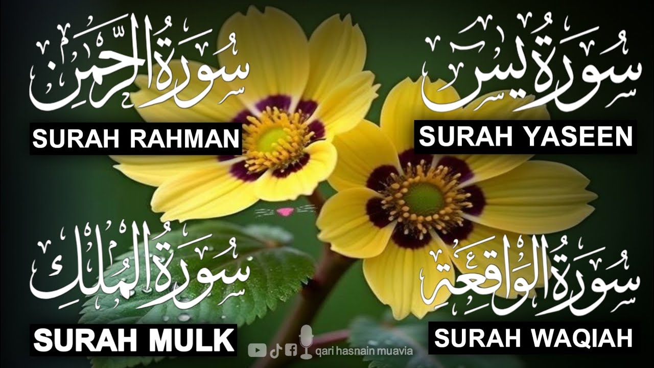 Surah Yasin ❤️ Surah Rahman , Surah Waqiah , Surah Mulk | Ep 361,یس