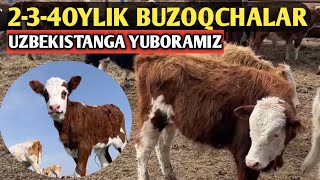 ROSSIYADA BUZOQLAR ARZON EKAN,UZBEKISTANGA YUBORISH YAXSHI BIZNES