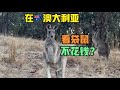 澳洲#11:免费看袋鼠？不是稀罕事