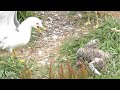 パナソニック デジタル4K ビデオカメラ あとからズーム/ウミネコの成鳥らに残酷な攻撃をされるウミネコの雛 Part1