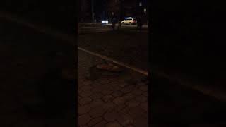 Туляки сообщают о массовом убийстве собак в городе Туляки сообщают о массовом убийстве собак в городе