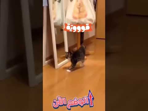 اغرب انواع الحيوانات بسه تشوف نفسها بالمرايا وانصدمت
