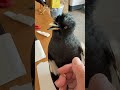 Talking birds #parrot #smartparrot #birds #training