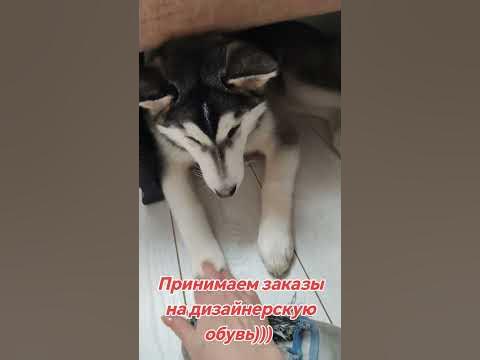 хаски для ласки - YouTube
