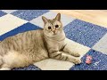 猫VS走るドラえもんおもちゃ
