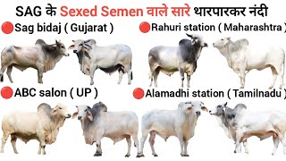 sag के sexed semen वाले सारे tharparkar bull🔥|best tharparkar bull | sag bidaj | abc salon raebareli
