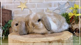 うさぎ専門店monLapin】ホーランドロップ オレンジ＆ブロークン