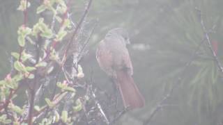 Fox Sparrow Singing