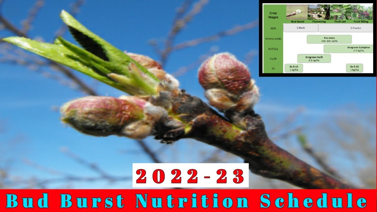 Bud Burst Nutrition Management | Pink Bud Nutrition Management | Himalayan Farming | Farming