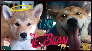 Shiba : ce qu'il faut savoir APRES l'adoption (mais que sont-ils devenus 😱 ? )