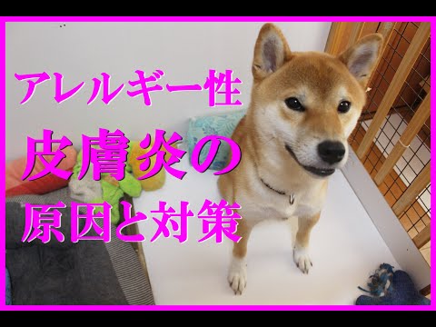 【初心者必見】犬のアレルギー症状とその原因、対策を紹介！愛犬の為に気を付けて！