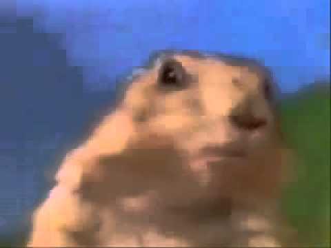 Dramatic Chipmunk.mp4