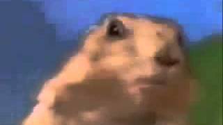 Dramatic Chipmunk.mp4