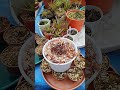 Nepenthes Gaya para trasplantar!