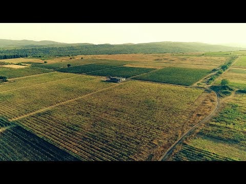 29 ოქტომბერს, 12:15 საათზე - „ფერმა\"