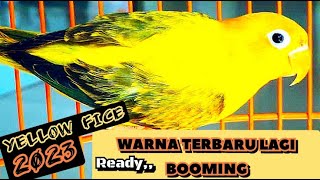 Ready Lovebird Mutasi Warna Terbaru Yang Lagi Booming 2023