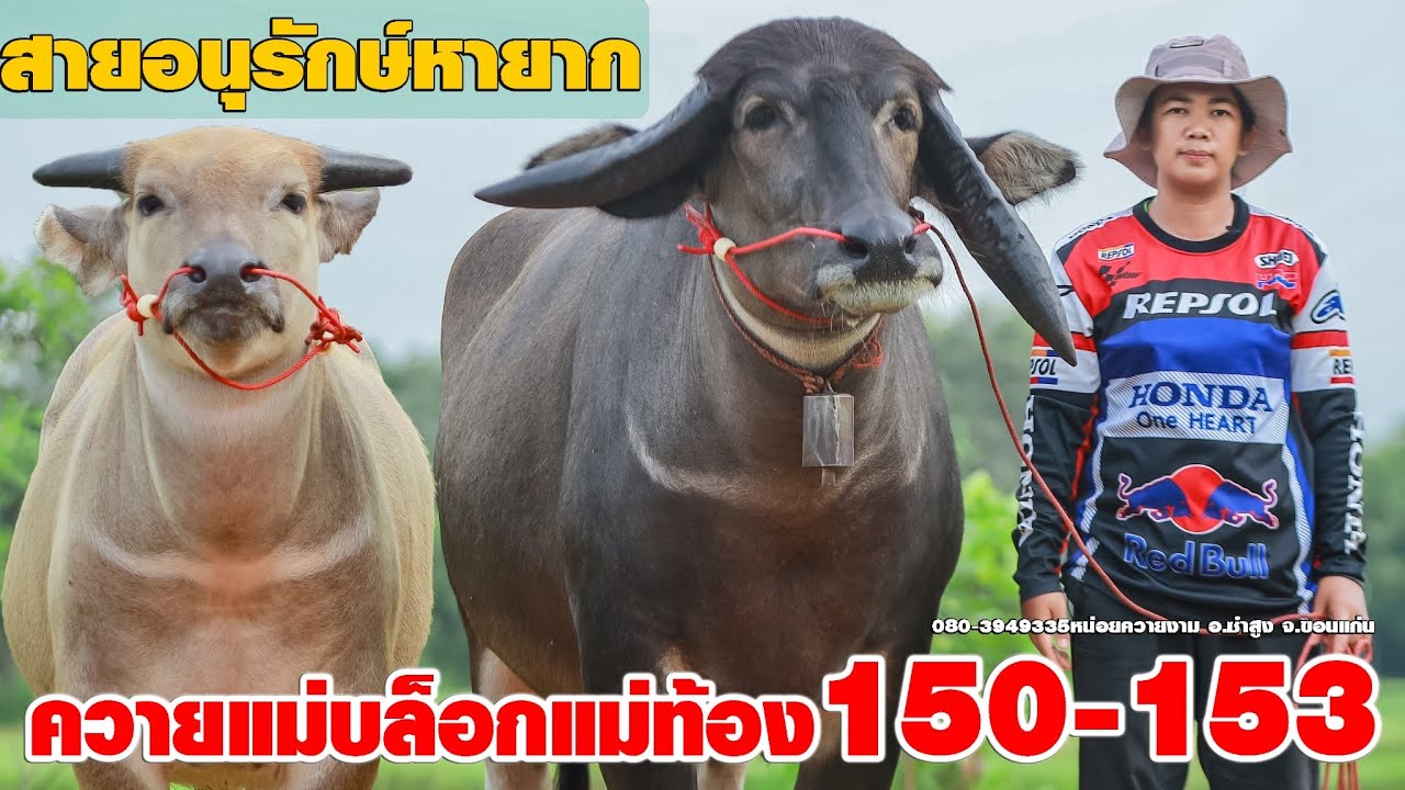 อนุรักษ์หายากควายแม่ท้อง150,153หน่อยควายงาม080-3949335 อ.ซำสูง จ.ขอนแก่น