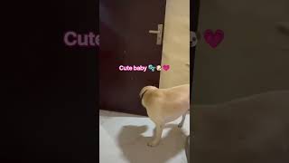 Tiny bubbles,big happiness! πΆπΈ#cutedog