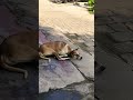 Rani #maduraitag #public #streetdog#madurainews #lifeisbutadream #funny #dogadoption #animals