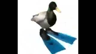 Damn All These Beautiful Girls