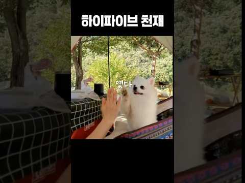 강아지하이파이브 #하이파이브천재 #강아지쇼츠 #강아지일상 #강아지브이로그 #하이바이브 #화이트포메라니안 #pomeranian #whitepomeranian #강아지캠핑
