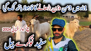 Qurbani 2024|White Nukra Bachra|Chetta Kaboter|1 Mah me 3 Man Wazan ka Formula|Mubeen Bhai Vlogs