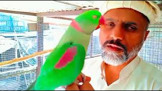 Raw most beautiful male nice talking parrot bird/Raw hand tame male#viral#vido by Birds Lover  64 views 2 months ago 24 seconds