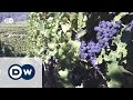 The German Wine Route | Euromaxx