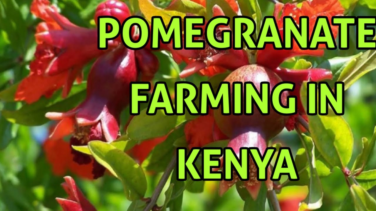 POMEGRANATE FARMING IN KENYA _AT JIKAZE FARM. find the seedling