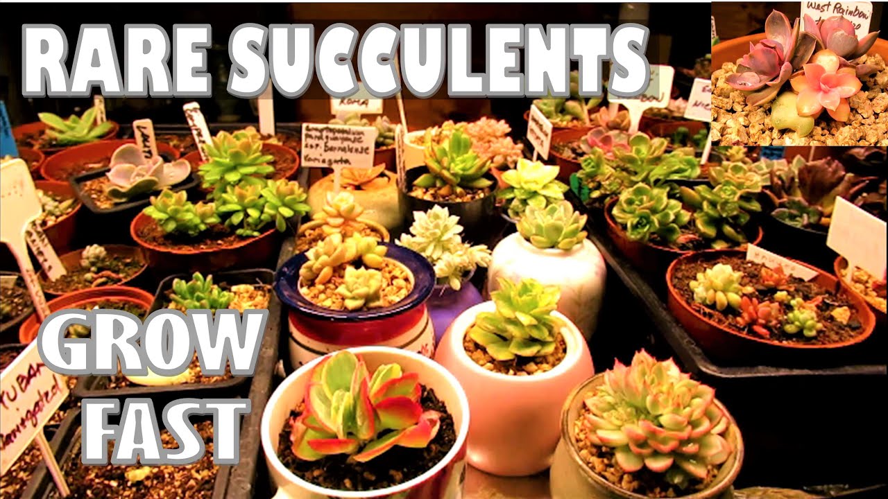 Amazing result in Succulent Growth w/ SP3000 Mars Hydro LED Grow Light