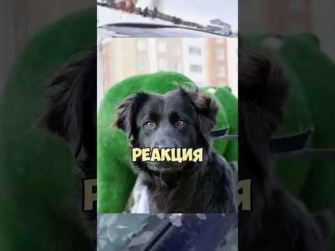 Это видео стало вирусным за считанные минуты! Что же произошло? #shorts #приколы