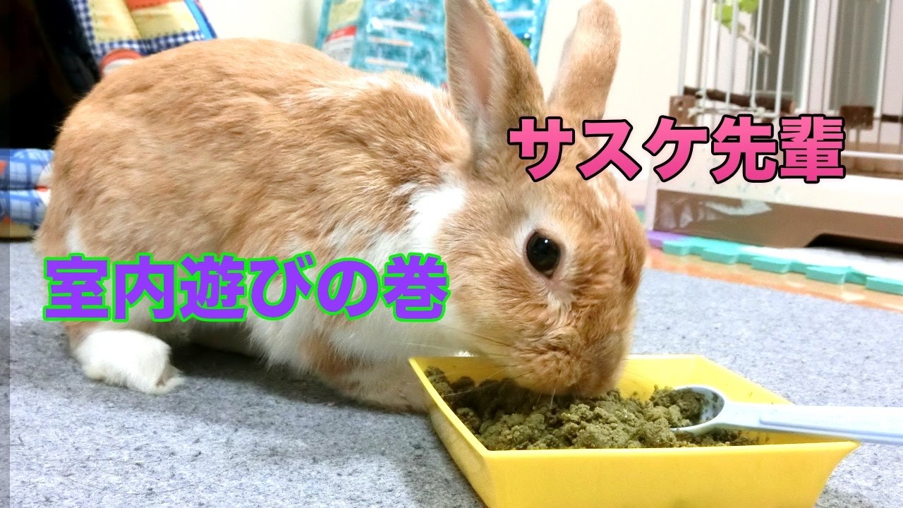 可愛いうさぎ動画 うさぎの飼育 あるある動画 Youtube