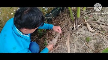 Lần đầu đi giăng lưới bẫy rắn và mong chờ kết quả