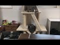 キャットタワーでの猫たちの攻防戦
