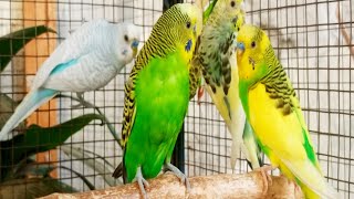 10 Hr Budgies Chirping Talking Singing Parakeets Sounds Reduce Stress , Relax to Nature Bird Sounds by Beel Pet Budgie Sounds  1,026 views 10 days ago 10 hours