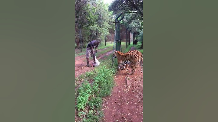 Living With Big Cats - Alimentando os Tigres