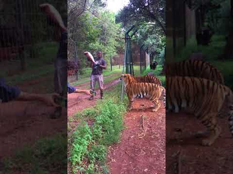 Vídeo: Os tigres vivem na floresta temperada?