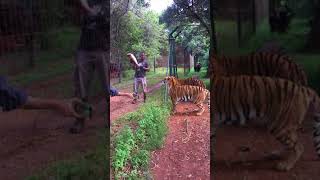 Living With Big Cats - Alimentando os Tigres
