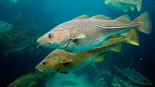 Sea fishing Cod. Underwater photography screenshot 3