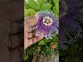 Passion flower blooming 🏵️🌿 My terrace garden🌱#beautiful flowers plant growing & flowering #shorts