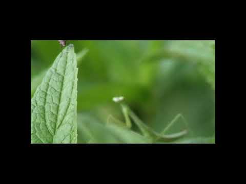 Praying mantis hunting and eating