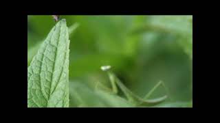 Praying mantis hunting and eating