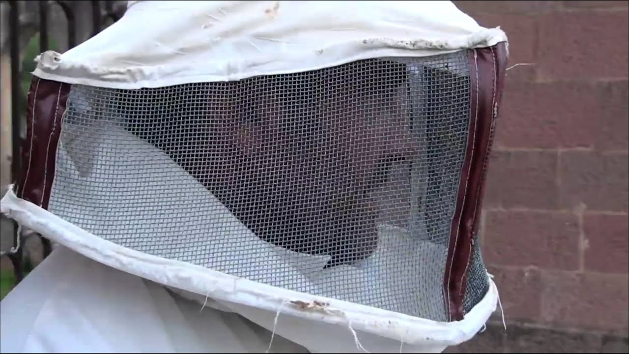 Sciame di api in chiesa: cattura in diretta