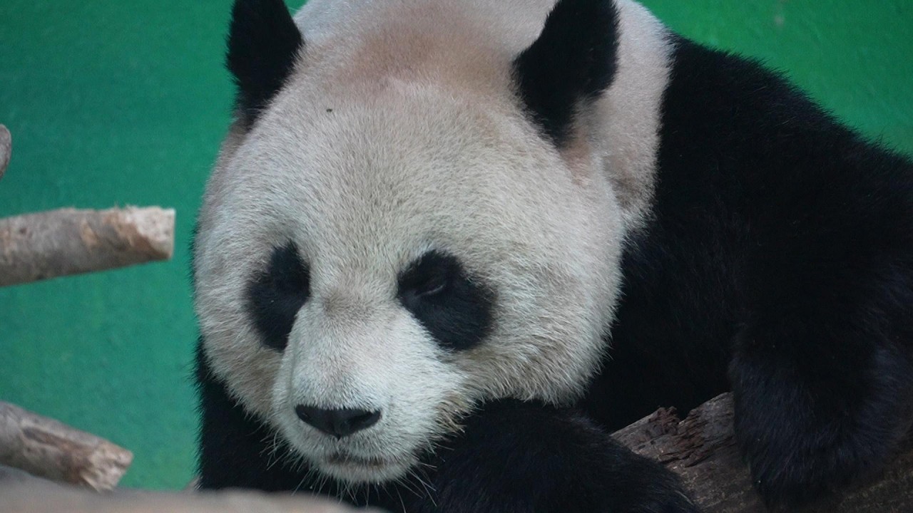 原來圓仔奧嘟嘟的慵懶表情就是遺傳自圓圓 20260223