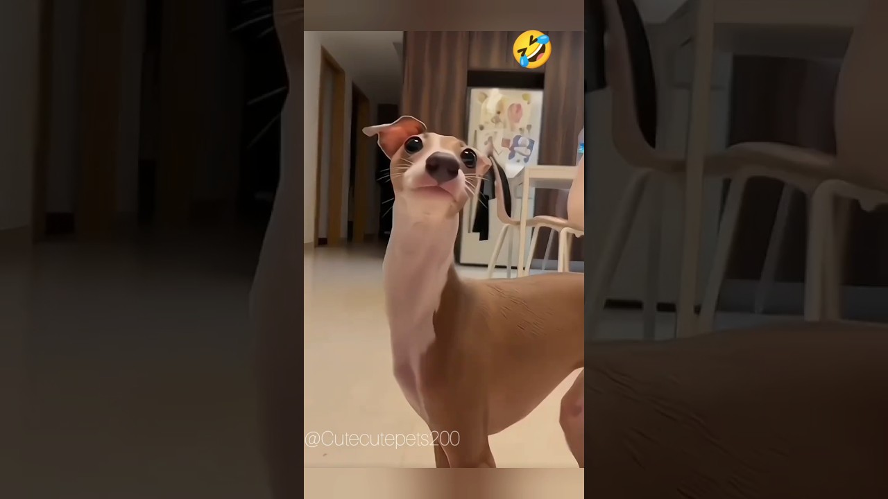 🤣🥰Cute funny pet’s videos #cat #kitten #pets#dog #shorts