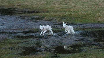 ‼️ Don’t Skip! Play this as soon as December arrives… Your Blessings Multiply x10000