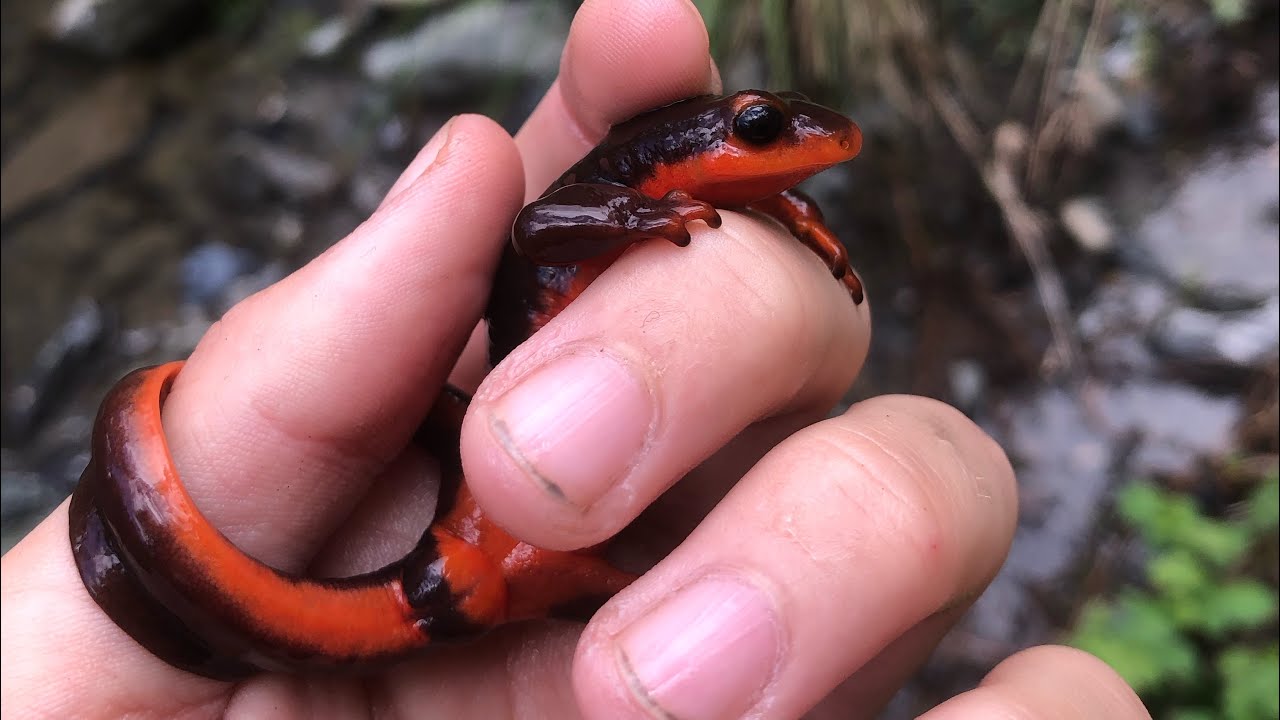 Searching for NEWTS in Sonoma County! 2 species found! (Pt. 1)