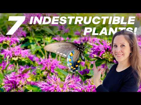 7 Indestructible Perennials For TOUGH LANDSCAPES!