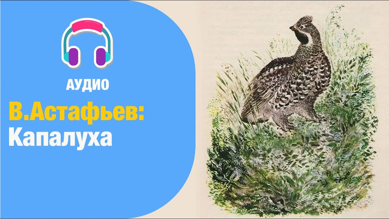 Капалуха литературное чтение тест. Капалуха 3. Иллюстрация к произведению Астафьева Капалуха.